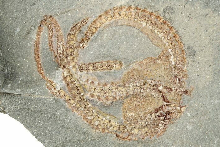 1 3 Ordovician Brittle Star Ophiura Morocco 284178 For Sale